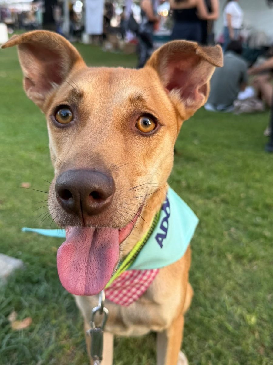 Perrito mestizo color canela de orejas grandes, sacando la lengua, con pañoleta turquesa de AdoptaDog en un parque