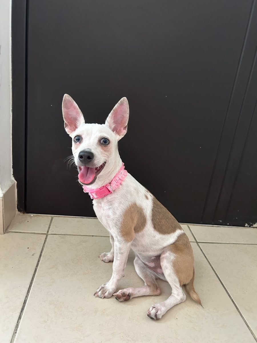 Perrita pequeña blanca con manchas café y orejas paradas, con collar rosa, sonriendo