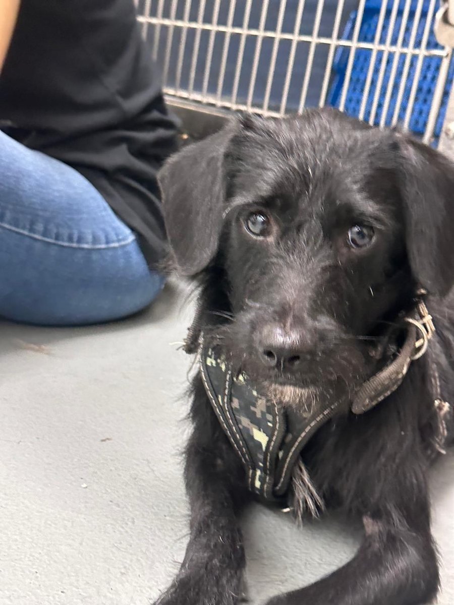 Perrito negro de pelo rizado con pechera, echado y mirando con ojos tiernos