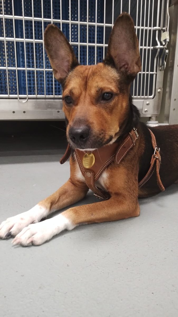 Perro mestizo café rojizo de orejas paradas con pechera café, echado en el refugio